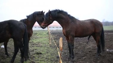 Atların cinsel davranış