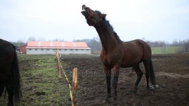 Atların cinsel davranış