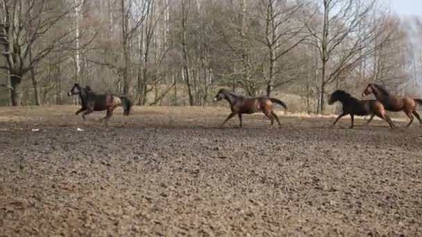 Los caballos corriendo — Vídeos de Stock