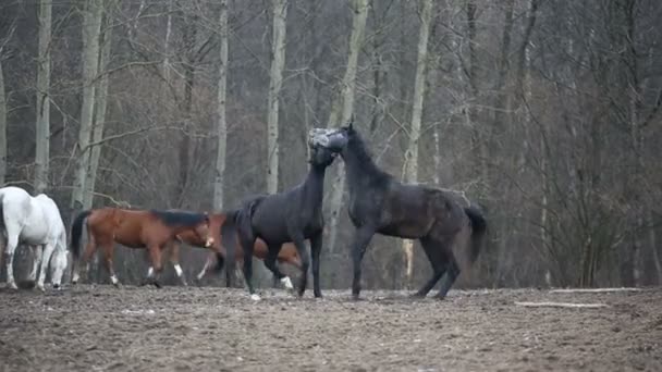 Играющие лошади — стоковое видео