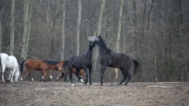 Lekfull hästarna — Stockvideo