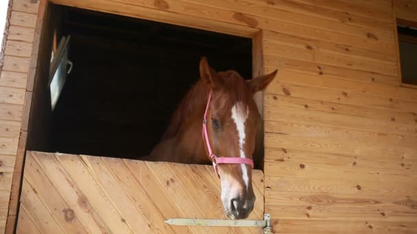 El caballo asiente — Vídeos de Stock