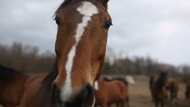 Paarden op een weide — Stockvideo