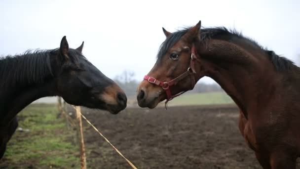 Сексуальное поведение лошадей — стоковое видео