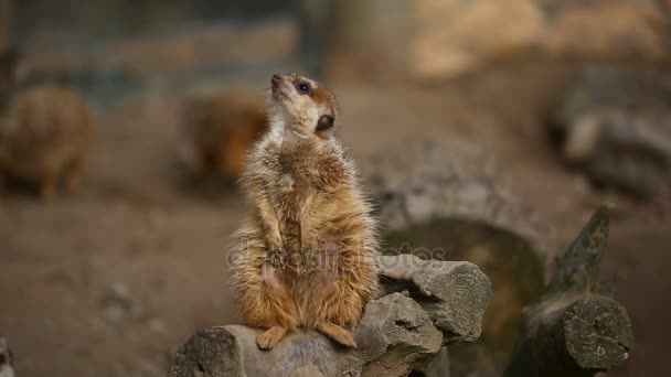 Das neugierige Erdmännchen — Stockvideo