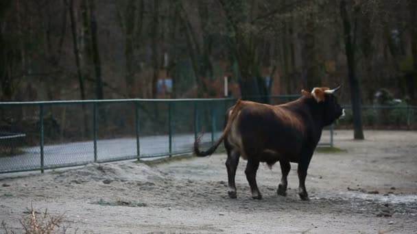 Játékos nagy bika a kerítés mögött — Stock videók