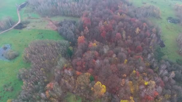 Herbstwald von oben — Stockvideo