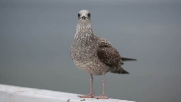 Seagull on a pier — Stock Video