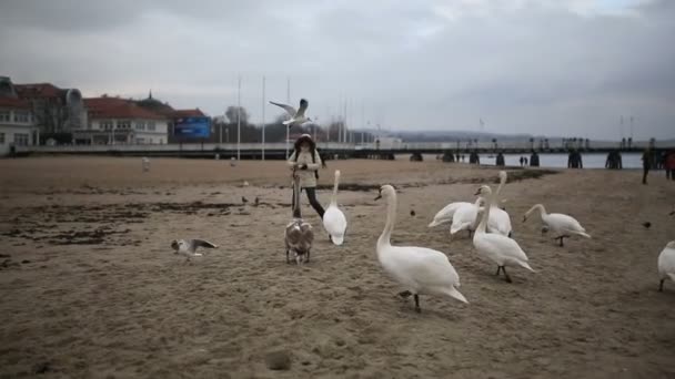 Fütterung der Vögel — Stockvideo