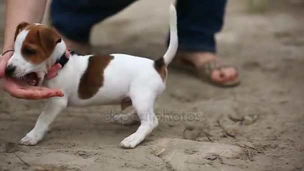 Iloinen pentu Jack Russell Terrier — kuvapankkivideo