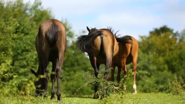 Bir çayır üzerinde yürüyen at — Stok video