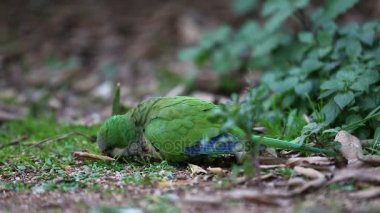 Wild parrot on the ground