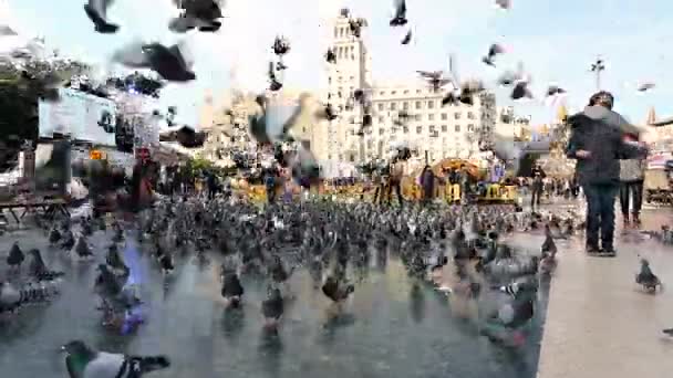Pombas voando sobre a cidade — Vídeo de Stock