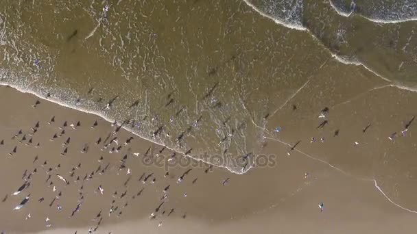 Zwerm vogels over de zee — Stockvideo