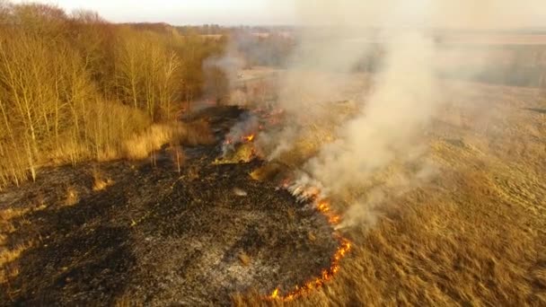 Lente wildvuur in droughty weer — Stockvideo