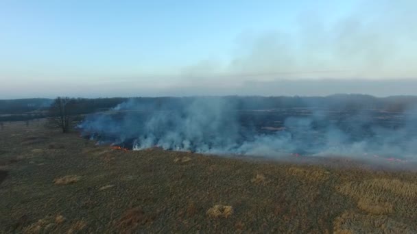 Incendios forestales de primavera en clima seco — Vídeos de Stock