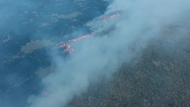 Весенний лесной пожар в засушливую погоду — стоковое видео