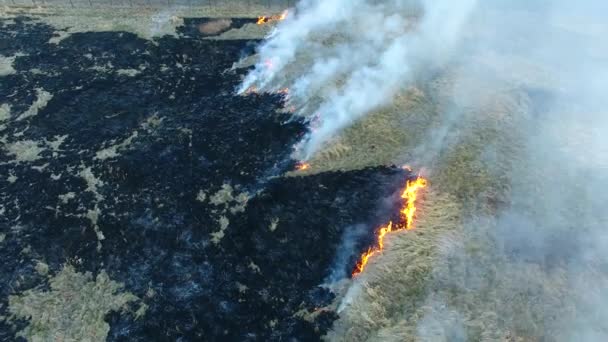 Incendios forestales de primavera en clima seco — Vídeo de stock