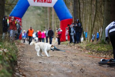 Toprak Ülke'yi kızak köpek yarışları
