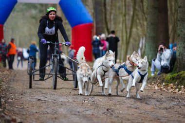 Toprak Ülke'yi kızak köpek yarışları