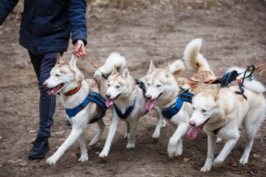 Dört kızak dış yapraklar