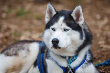 Kızak husky dinlenme