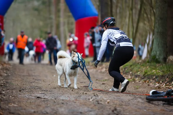 Course de chiens de traîneau Dryland — Photo