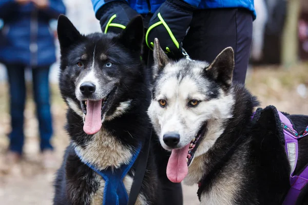 Dos huskies de trineo — Foto de Stock