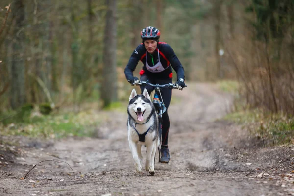 Course de chiens de traîneau Dryland — Photo