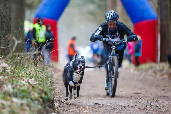 Course de chiens de traîneau Dryland — Photo