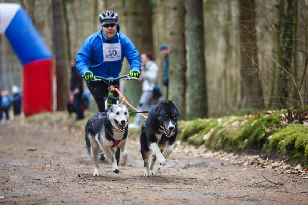 Course de chiens de traîneau Dryland — Photo