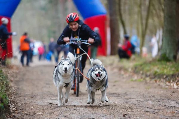 Course de chiens de traîneau Dryland — Photo