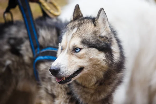 Kızak husky dinlenme — Stok fotoğraf