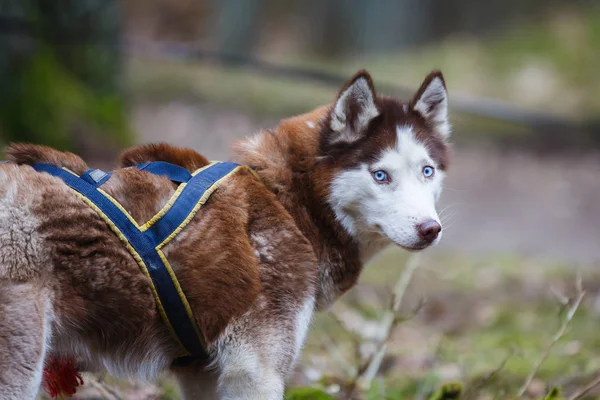 Ruheschlitten Husky — Stockfoto