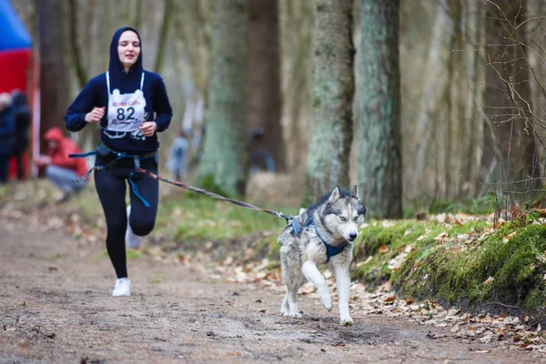 Toprak Ülke'yi kızak köpek yarışları