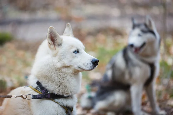 Kızak huskies dinlenme — Stok fotoğraf