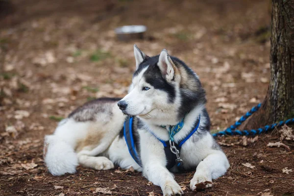 Відпочиваючи сани husky — стокове фото