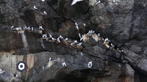 Möwen nisten in den Felsen — Stockvideo