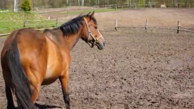 Tatlı Tay çayır üzerinde