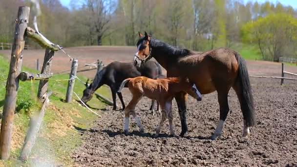 かわいい馬の牧草地 — ストック動画