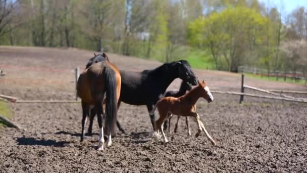 かわいい馬の牧草地 — ストック動画