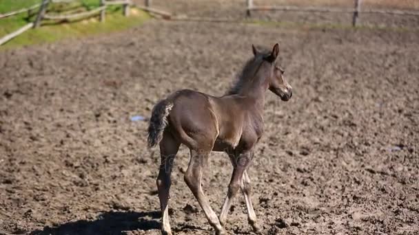 Cute foals on the meadow — Stock Video