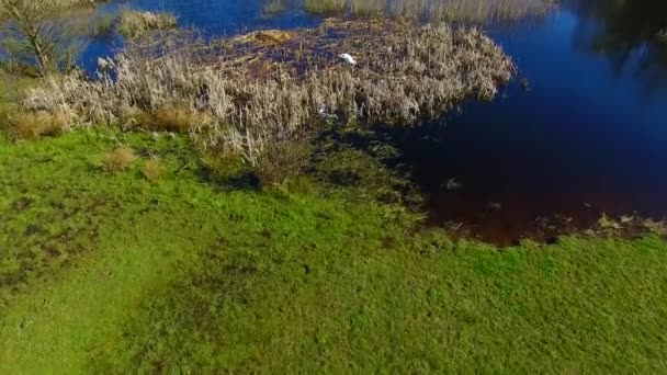 Família de aninhamento de cisnes — Vídeo de Stock