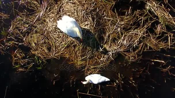 Nesting family of swans — Stock Video