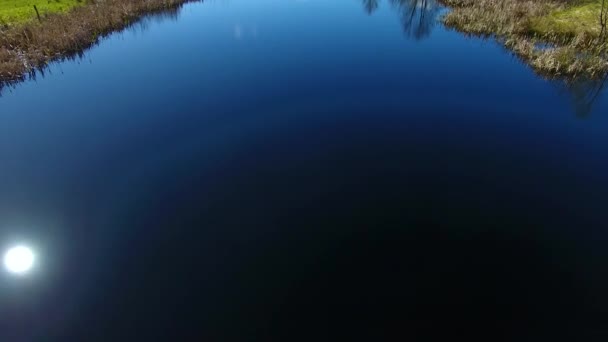 Vnoření rodina labutí — Stock video