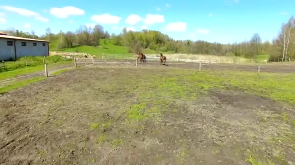 Rebanho dos cavalos no prado na primavera — Vídeo de Stock