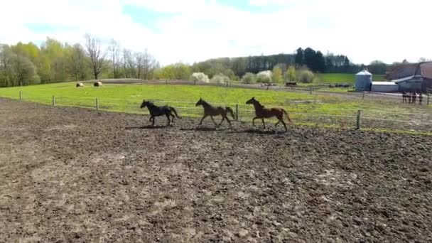 Стадо лошадей на лугу весной — стоковое видео