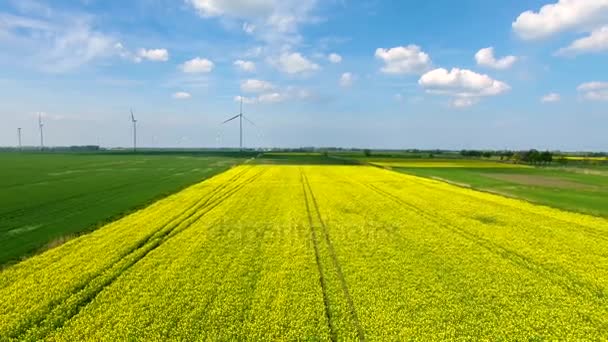 Het veld koolzaad — Stockvideo