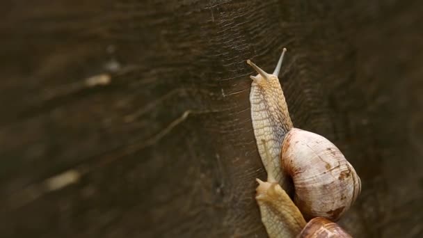 Couple of Burgundy snail — Stock Video