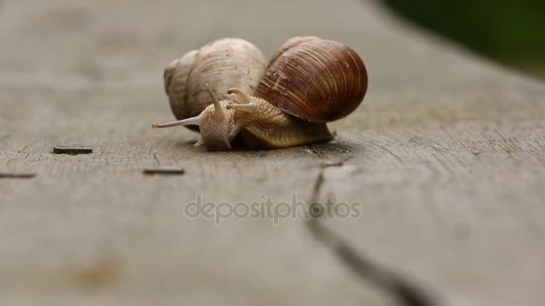 Couple d'escargots de Bourgogne 